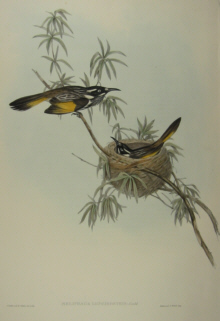 John Gould's Birds of Australia